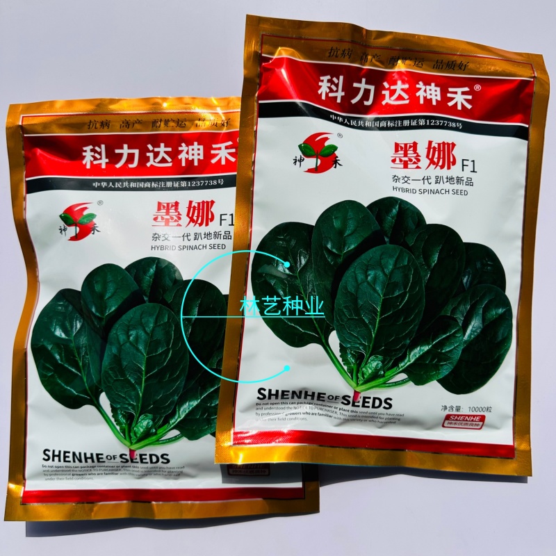 墨娜趴地菠菜种子一代杂交抽苔晚抗病高产耐热耐寒半直立菠菜