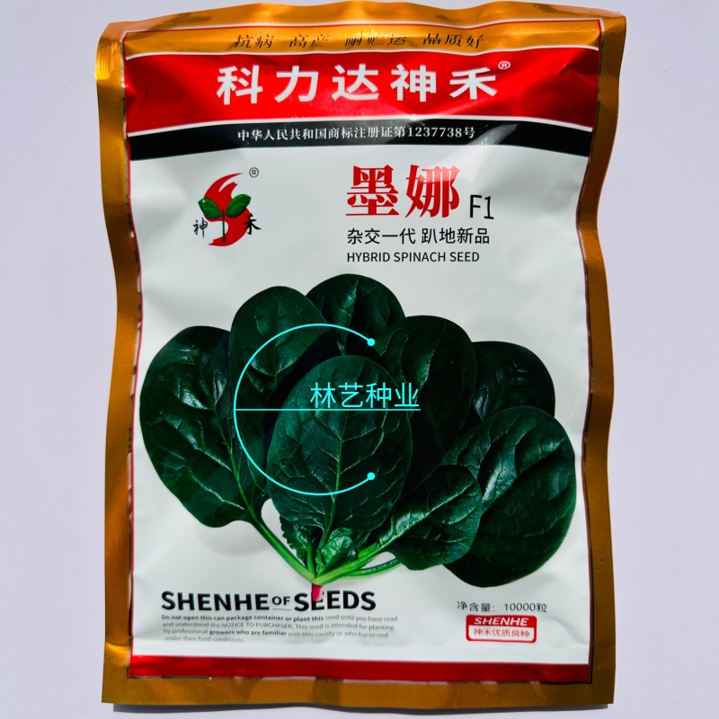 墨娜趴地菠菜种子一代杂交抽苔晚抗病高产耐热耐寒半直立菠菜