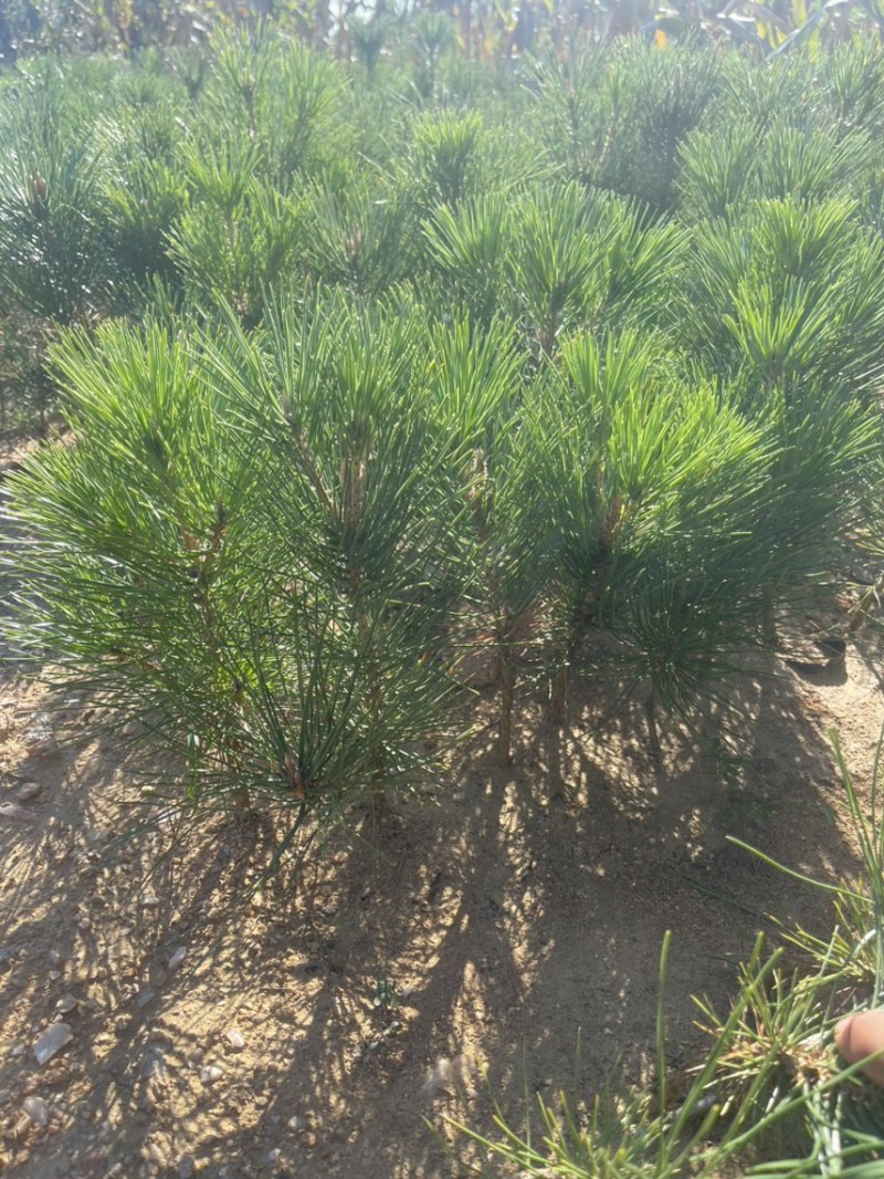 黑松小袋苗牙苗一年生松树苗量大欢迎考察