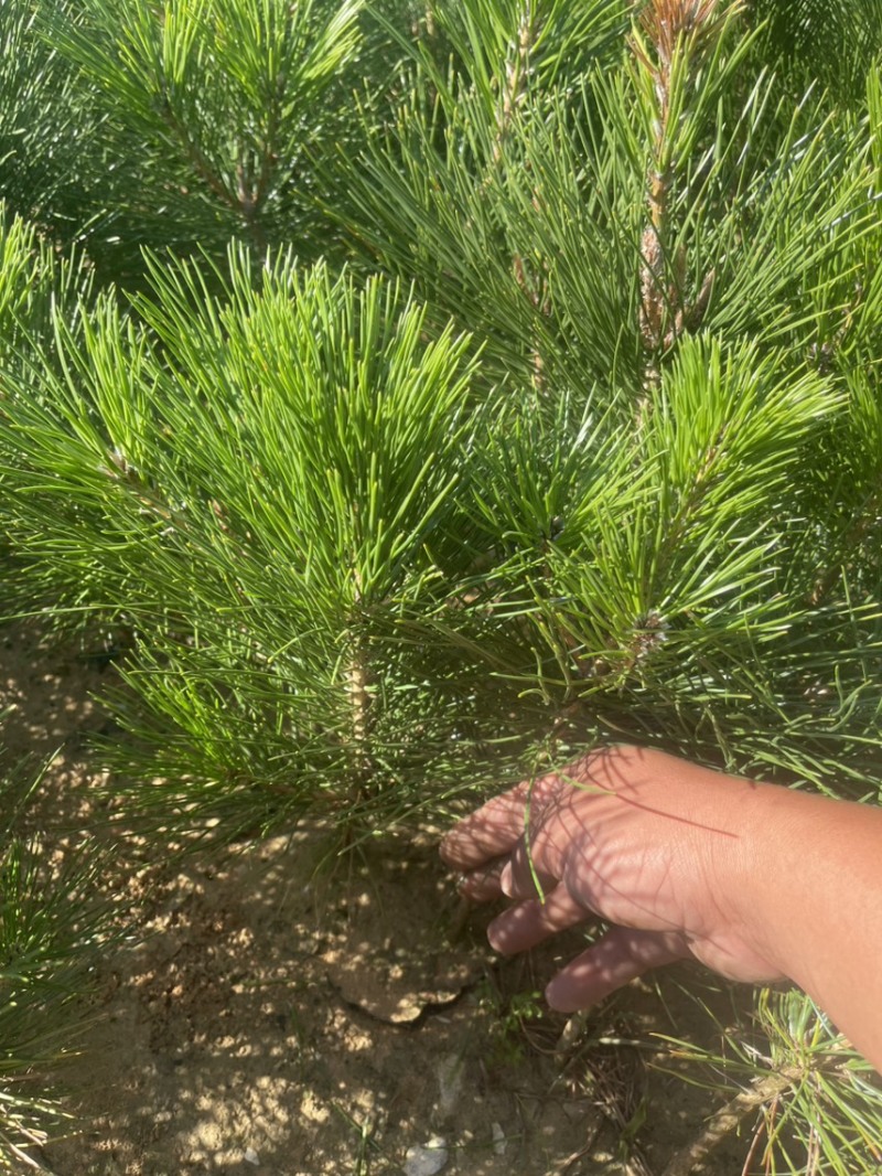 黑松小袋苗牙苗一年生松树苗量大欢迎考察