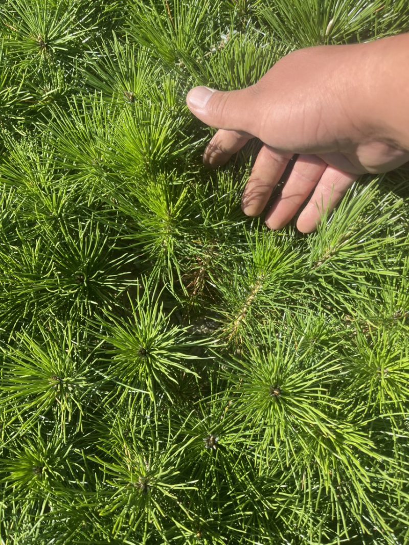 黑松小袋苗牙苗一年生松树苗量大欢迎考察