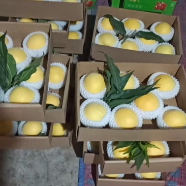 大棚黄金蜜桃