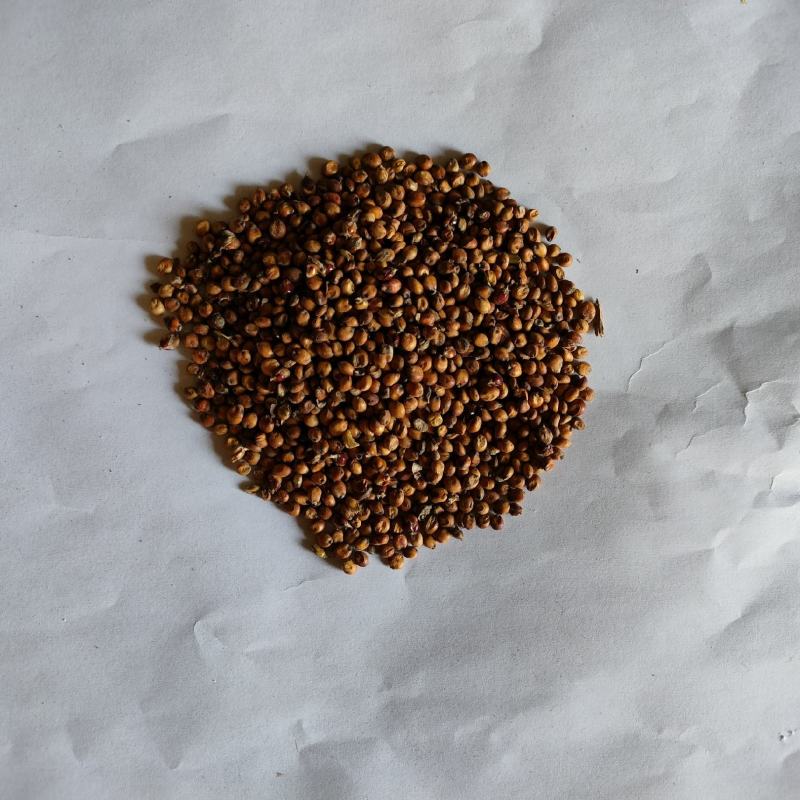 高粱酿酒用喂鸽子酿酒用做醋用酿酒酿醋