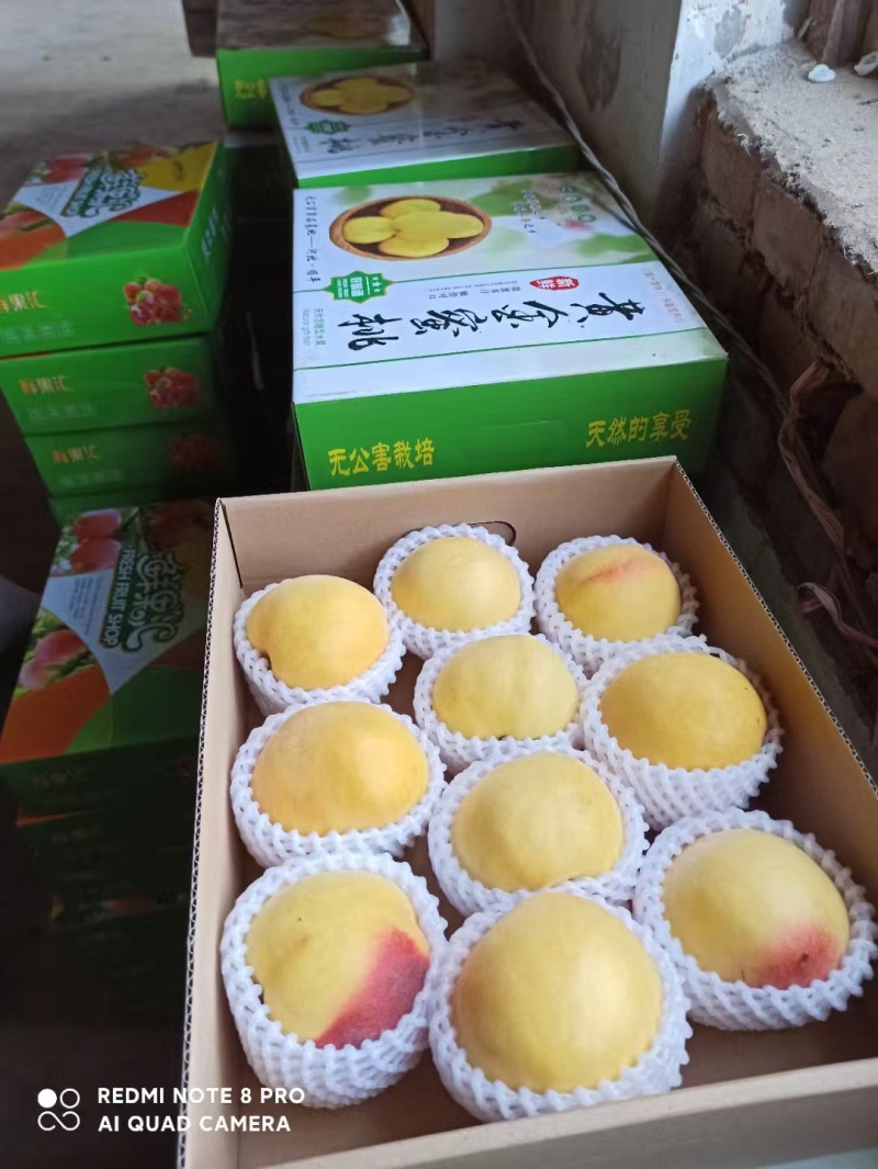 大棚黄金蜜桃
