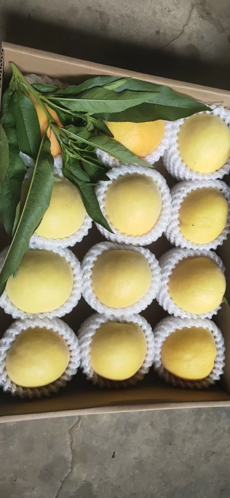大棚黄金蜜桃