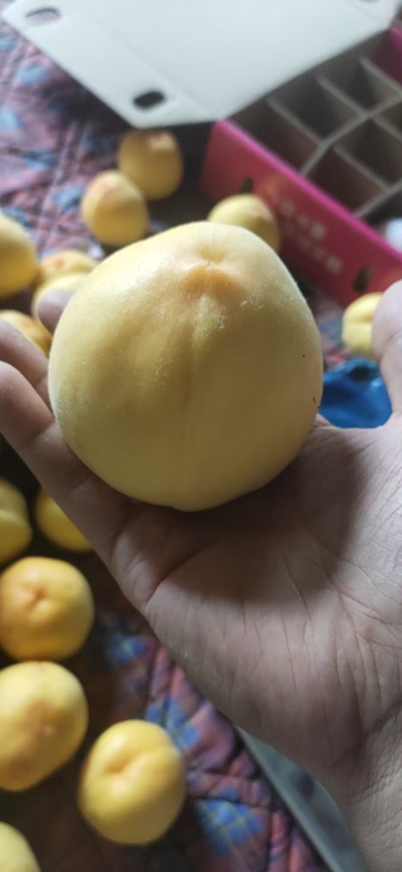 大棚黄金蜜桃
