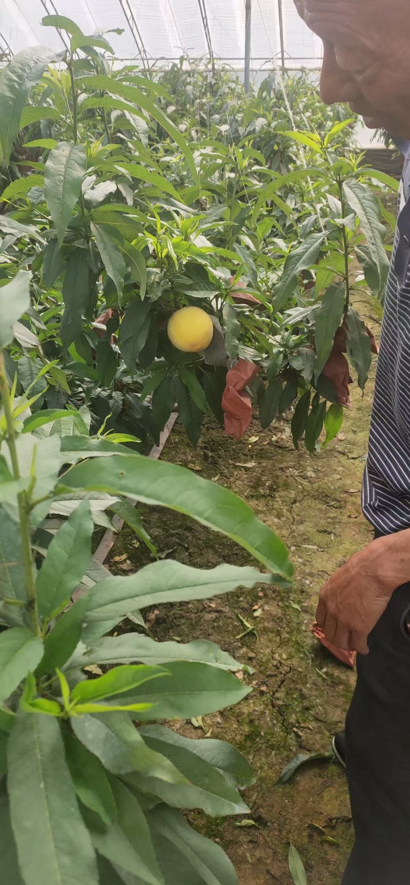 大棚黄金蜜桃
