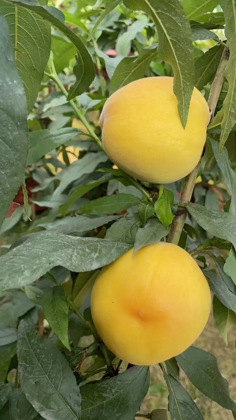 大棚黄金蜜桃