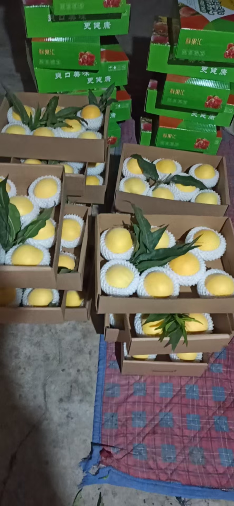 大棚黄金蜜桃