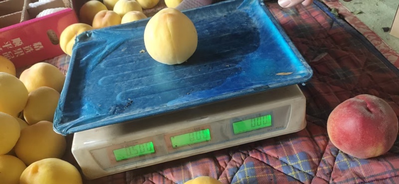 大棚黄金蜜桃