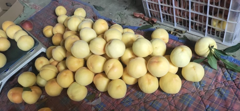 大棚黄金蜜桃