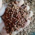 高粱酿酒用喂鸽子酿酒用做醋用酿酒酿醋
