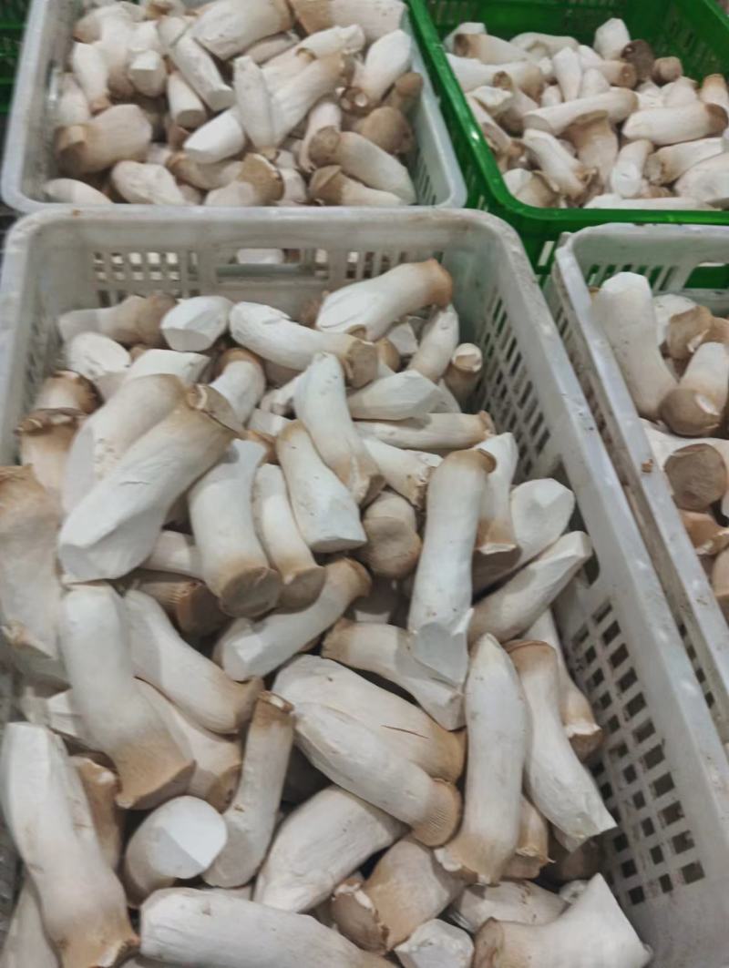 【推荐】杏鲍菇/小二菇/对接商超批发市场/欢迎咨询
