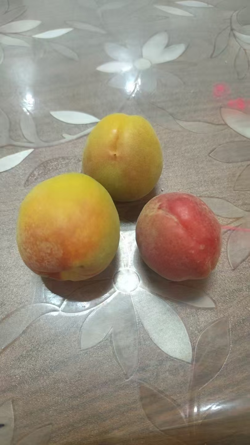山西丰园红杏已经上市