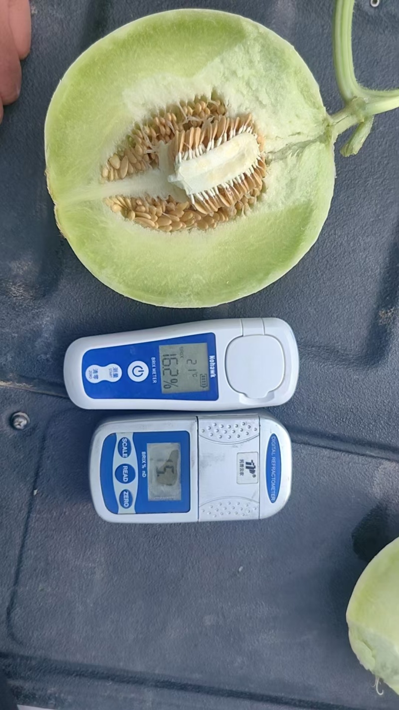 河北饶阳，产地玉菇甜瓜，常年热销。各种规格，包装齐全。