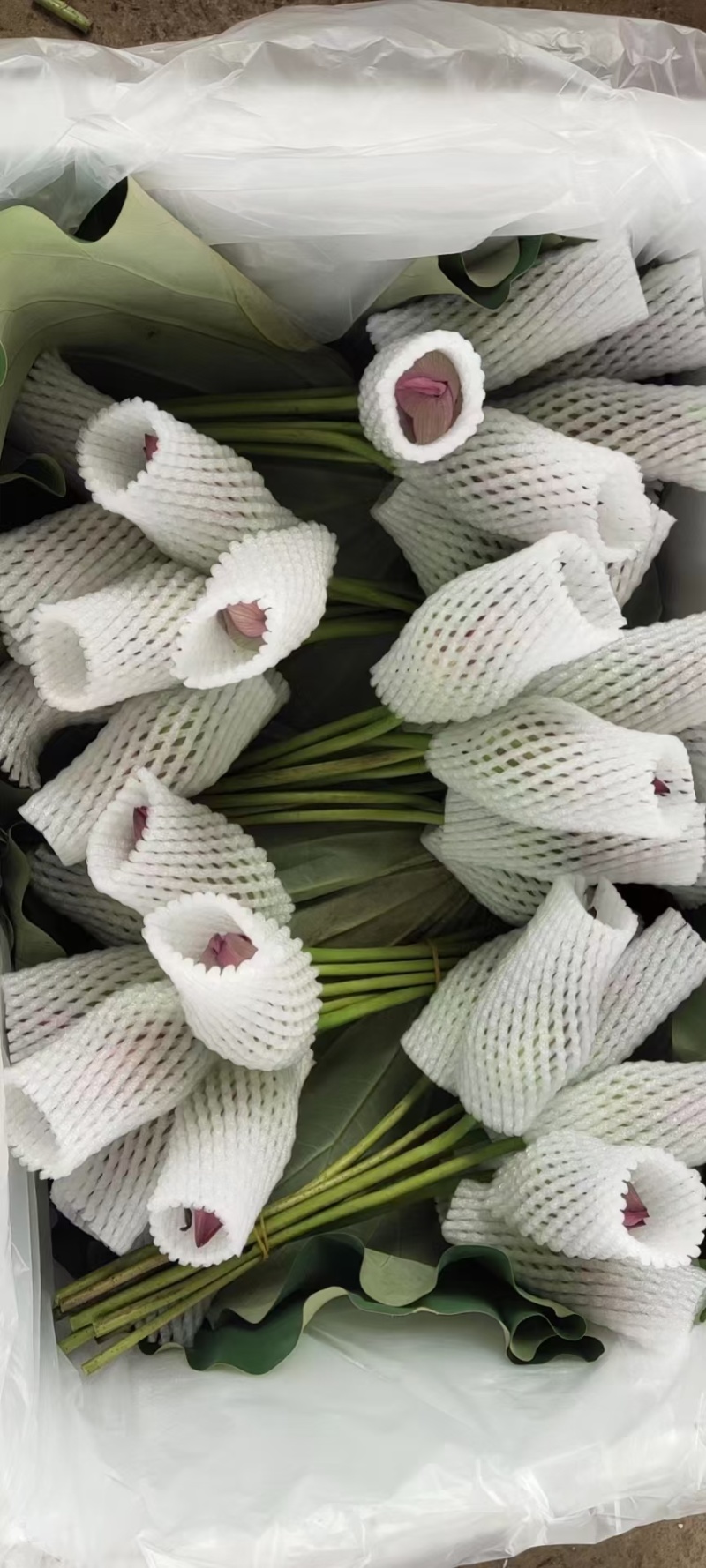新鲜荷花大量发货整件发货基地直供原产地直供