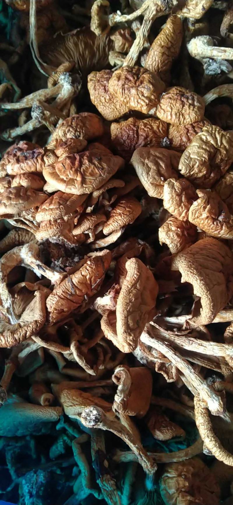 【新货上市】滑子菇干小东北小黄蘑剪根朵形整齐