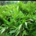 春砂仁，阳江特产，质优价美，一件代发