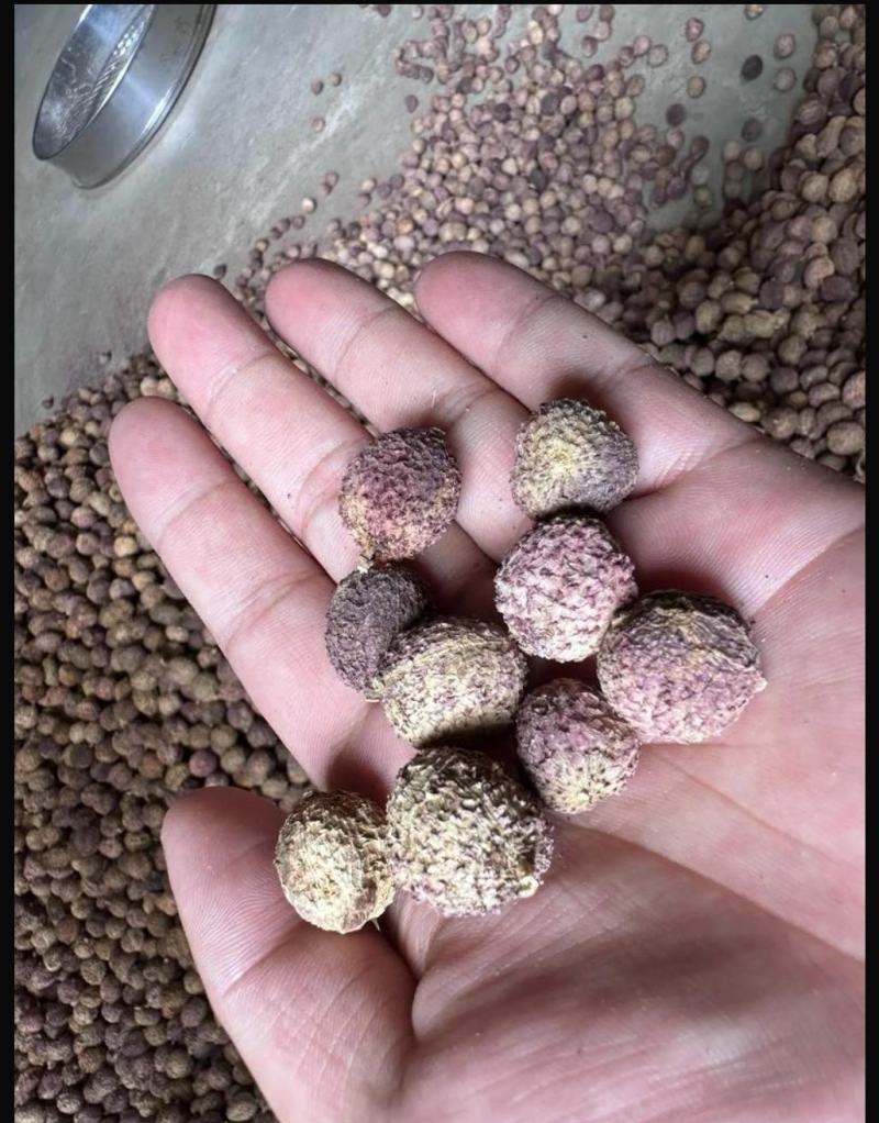 春砂仁，阳江特产，质优价美，一件代发