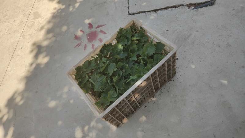 早熟品种辽峰葡萄苗裸根苗营养袋苗基地发货