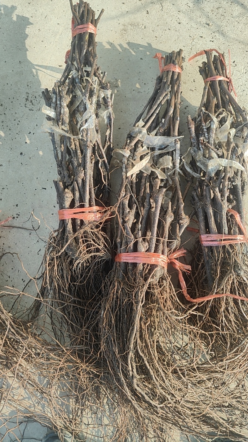 早熟品种辽峰葡萄苗裸根苗营养袋苗基地发货