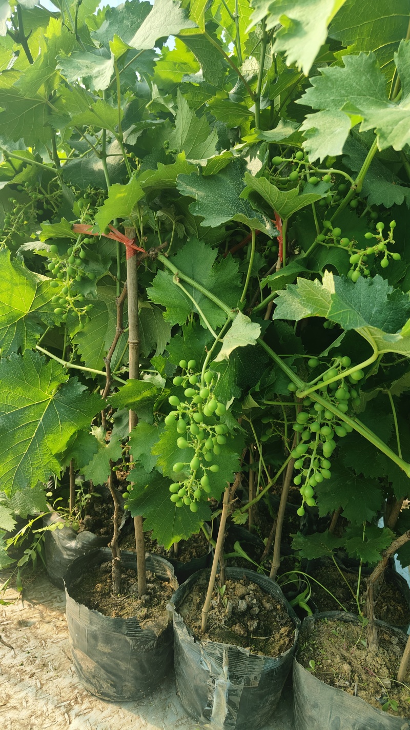 早熟品种辽峰葡萄苗裸根苗营养袋苗基地发货