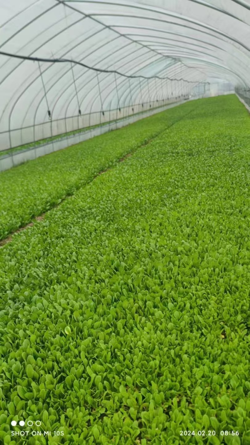 鸡毛菜全国发货品质保证欢迎联系对接批发市场商超