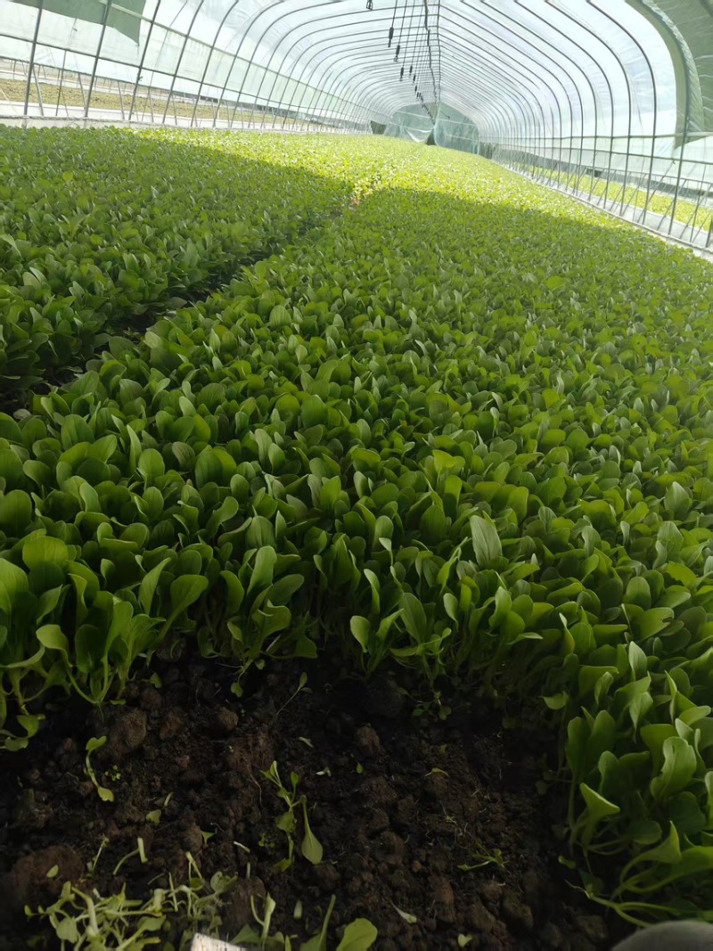 鸡毛菜全国发货品质保证欢迎联系对接批发市场商超