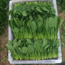 本地菠菜大量上市，提供一条龙服务，质优价廉，货源充足