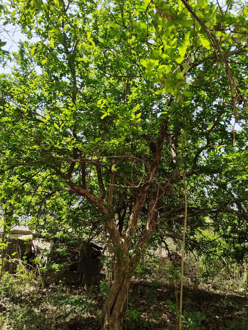 老桩石榴树