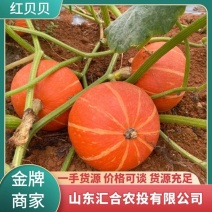 批发精品红贝贝南瓜黄金2号红瓜板栗南瓜包邮