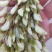 洋槐花2024新货陕西秦岭野生槐花，现摘，支持一件代发。