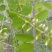 洋槐花2024新货陕西秦岭野生槐花，现摘，支持一件代发。