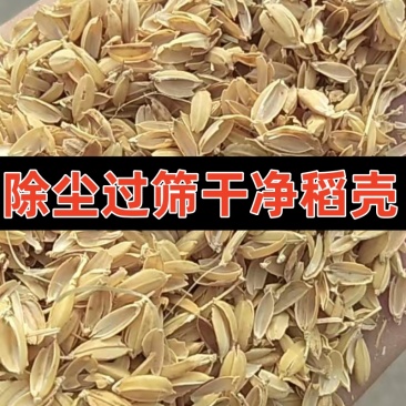精品稻壳。货源充足量大从优质量保证