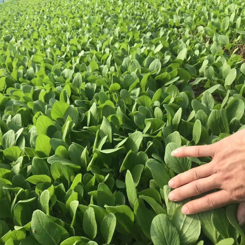卡其牌鸡毛菜种子早熟耐热耐湿青菜种子口感甜糯生长