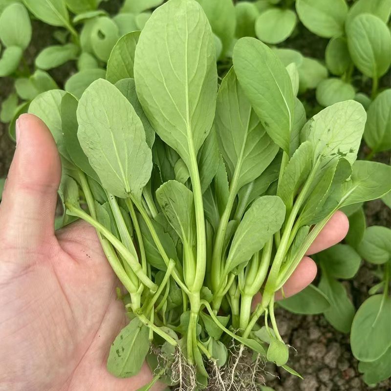 卡其牌鸡毛菜种子早熟耐热耐湿青菜种子口感甜糯生长