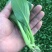 卡其牌鸡毛菜种子早熟耐热耐湿青菜种子口感甜糯生长