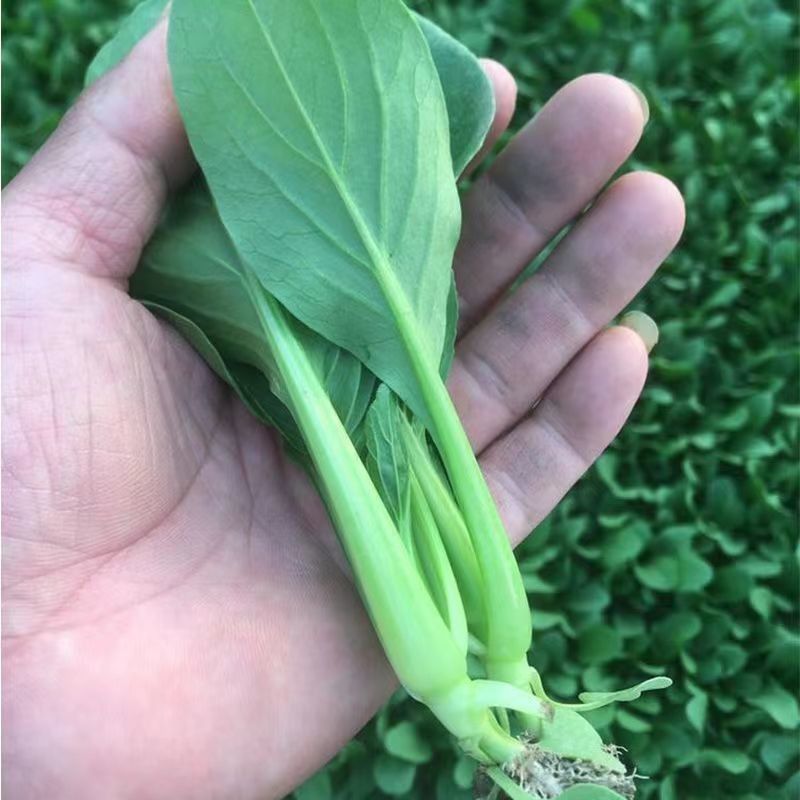 卡其牌鸡毛菜种子早熟耐热耐湿青菜种子口感甜糯生长