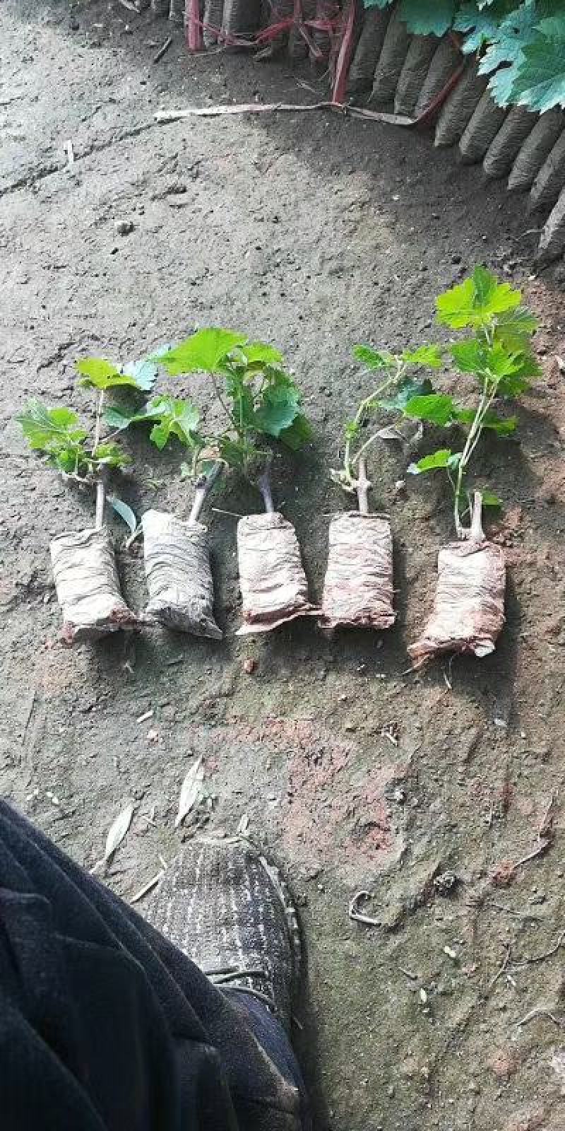 巨峰葡萄苗大量批发包邮发货眼熟优质品种出售