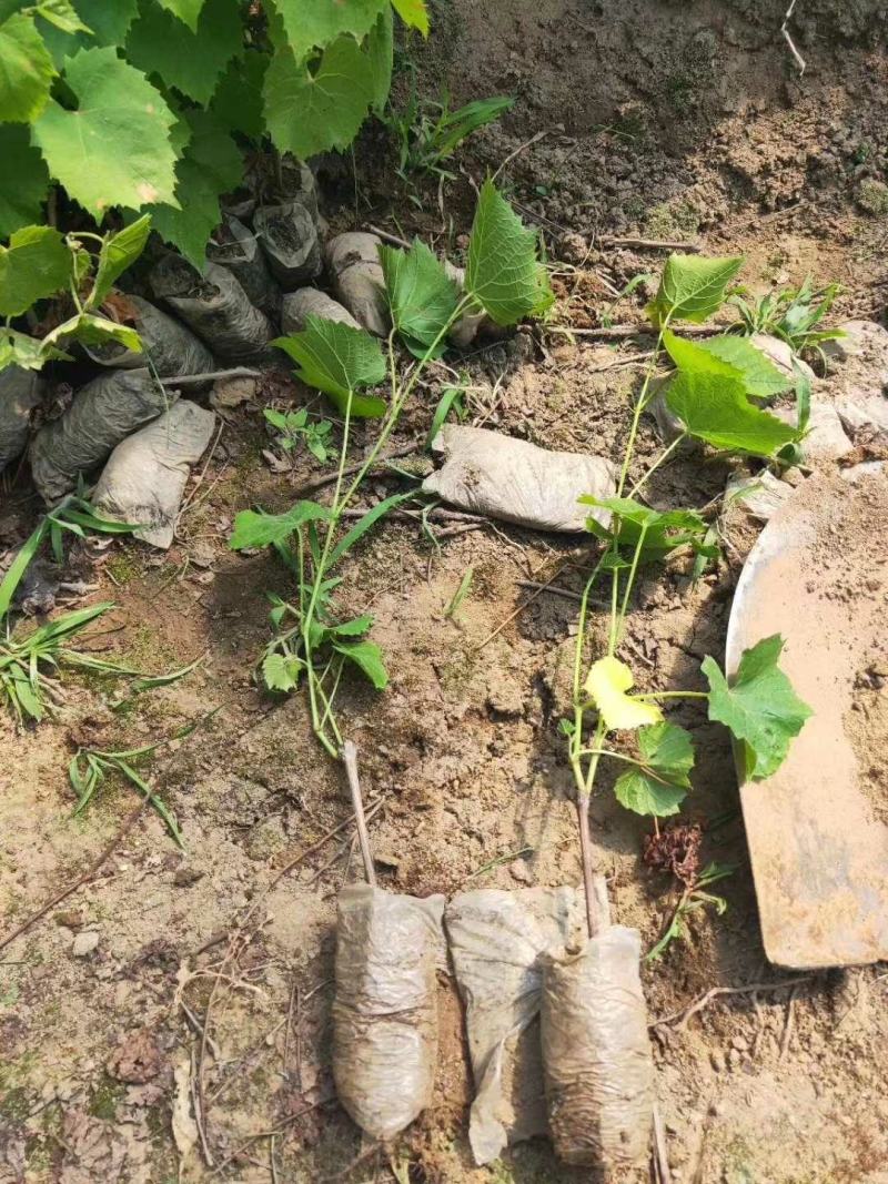 巨峰葡萄苗大量批发包邮发货眼熟优质品种出售