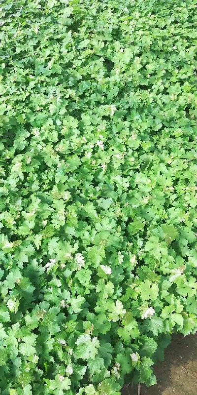 巨峰葡萄苗大量批发包邮发货眼熟优质品种出售