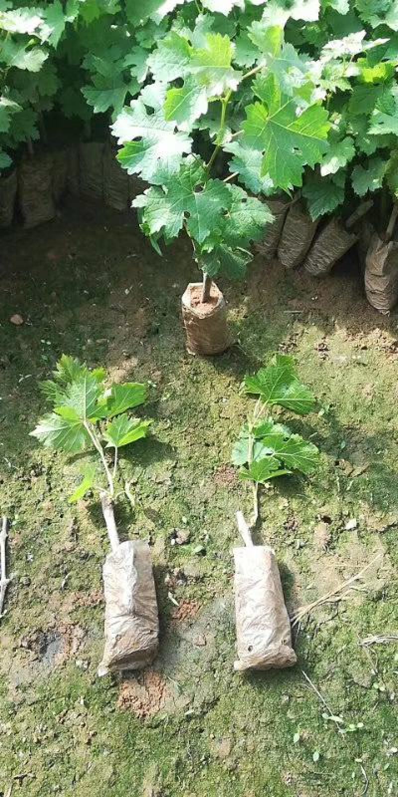 巨峰葡萄苗大量批发包邮发货眼熟优质品种出售