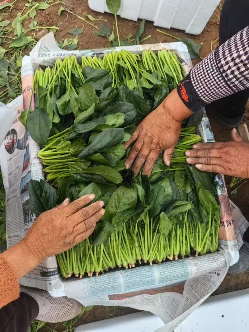 【精品菠菜】基地直供一手货源，大量供应中，欢迎选购