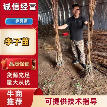 李子苗苗圃直发，可提供技术指导，品质保证，量大从优