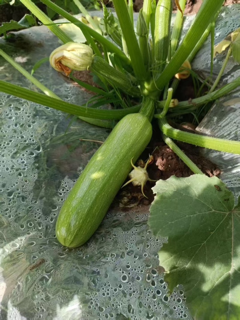 西葫芦，