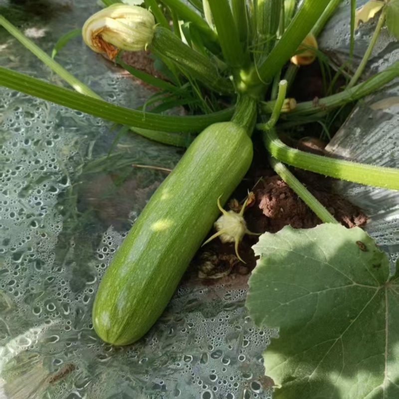 西葫芦，