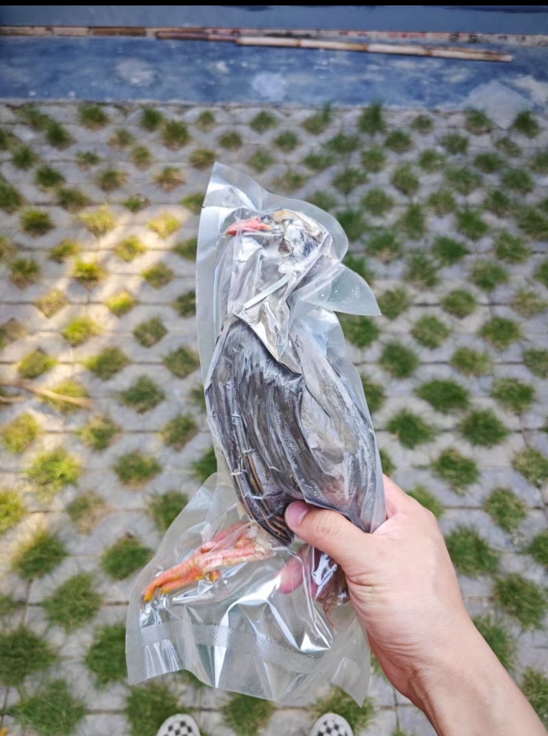 鹧鸪毛鸪活体发货顺丰包邮