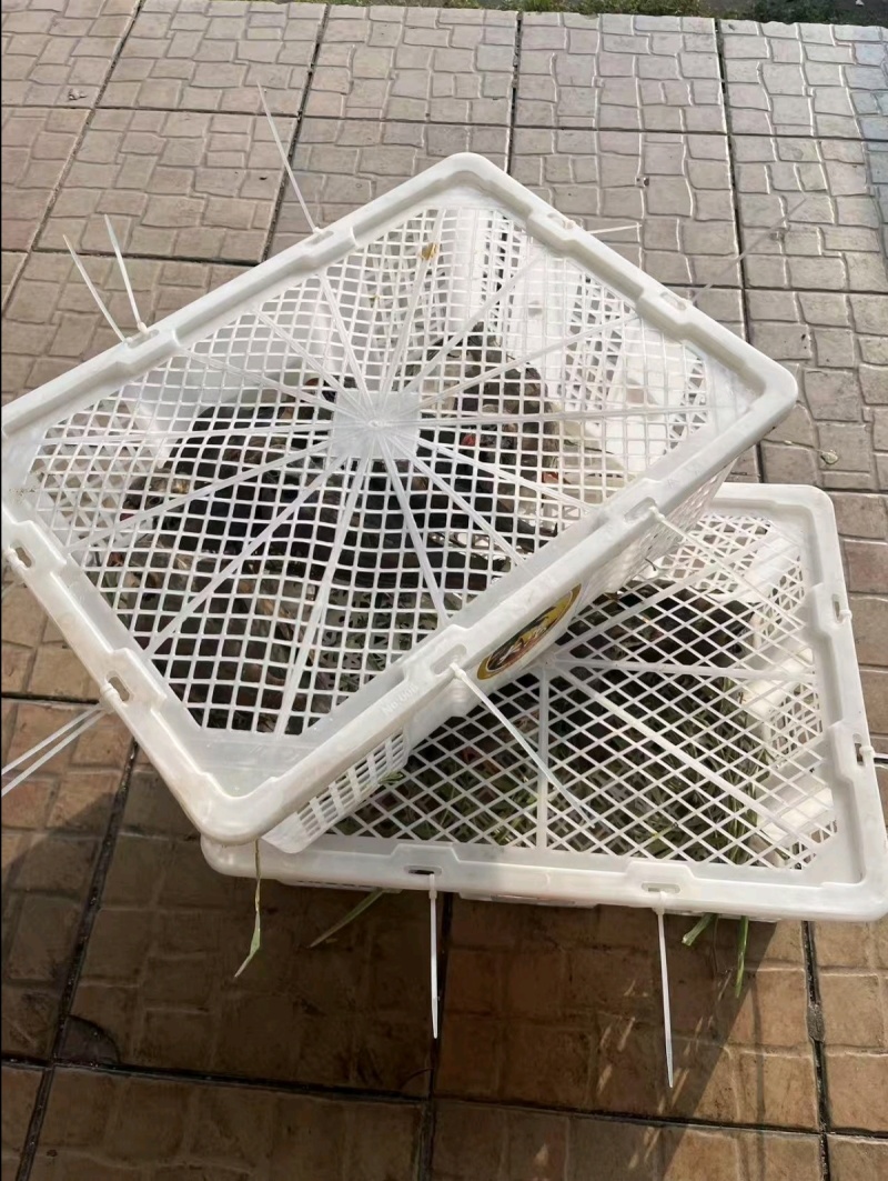 鹧鸪毛鸪活体发货顺丰包邮