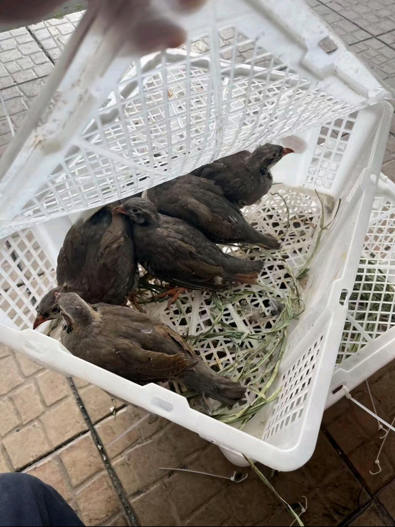 鹧鸪毛鸪活体发货顺丰包邮