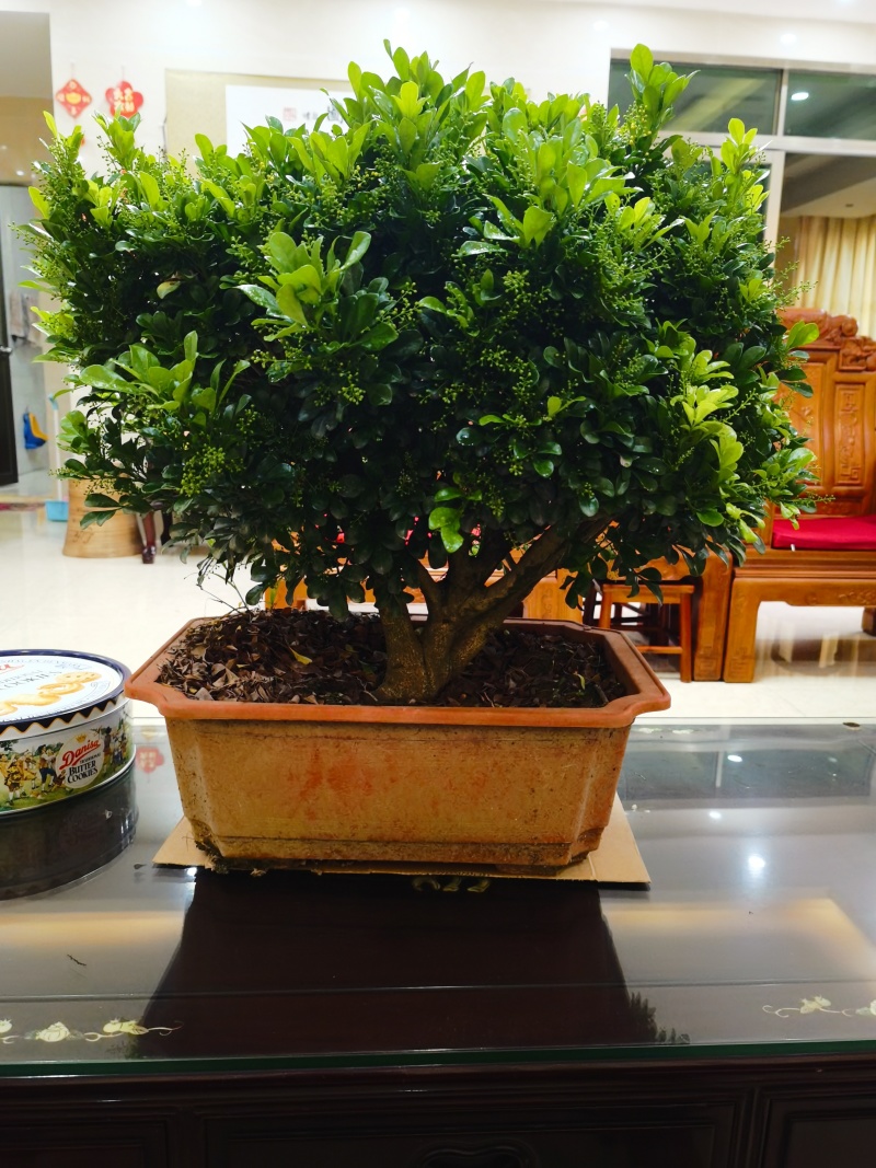 米兰老桩巨大粗